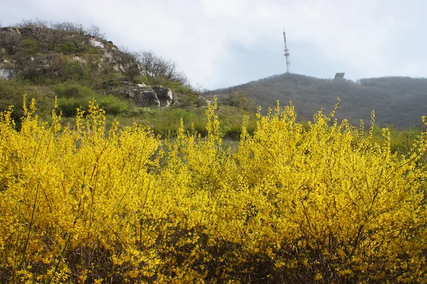 Yellow flowers on mountain Mashuk. — Stock Photo, Image