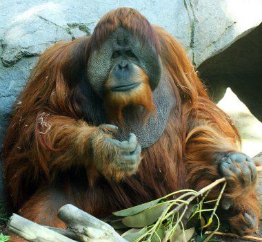 orangutan