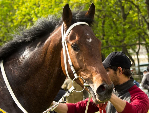 De winnaars. — Stockfoto