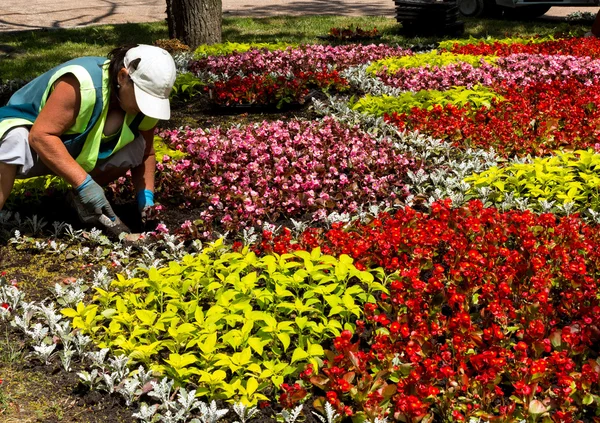 Works on laying of flowerbeds. — Stock Image Works on laying of flowerbeds. Stock Photo