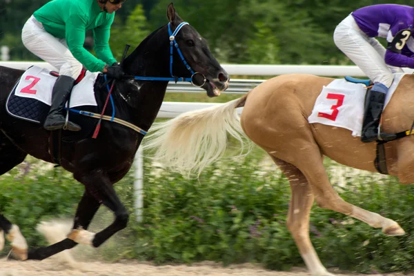 Corrida de cavalos — Fotografia de Stock