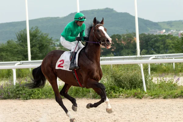 At yarışı — Stok fotoğraf