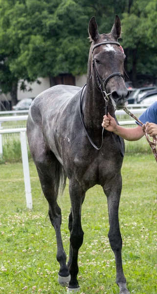 Retrato de caballo . —  Fotos de Stock