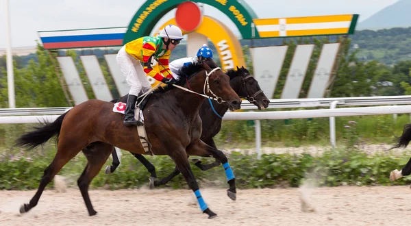 Corrida de cavalos em Pyatigorsk. Fotografia De Stock