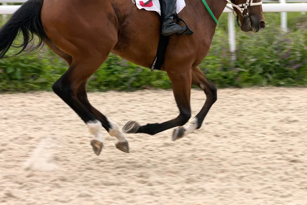 Кінь біг Ліцензійні Стокові Фото