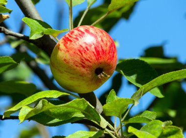 elma ağacı üzerinde
