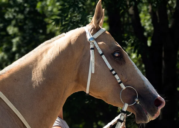 Retrato de cavalo de akhal-teke — Fotografia de Stock