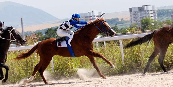 馬のレース — ストック写真