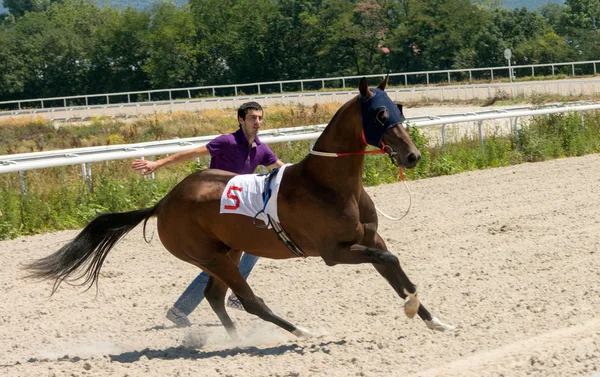 Ondeugende paard — Stockfoto