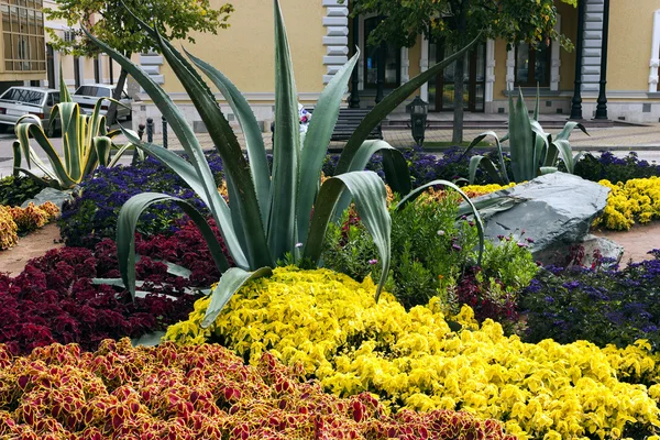 Canteiro de flores em Kislovodsk. — Fotografia de Stock