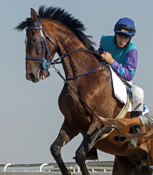 Antes de corridas de cavalos Imagens De Bancos De Imagens Sem Royalties