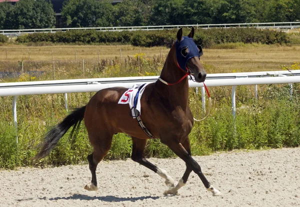 Il cavallo lanciò il fantino all'inizio — Foto Stock