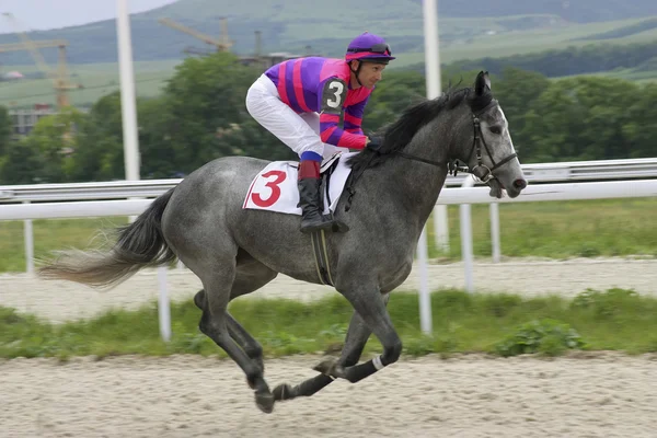 Paardenrennen in Pyatigorsk — Stockfoto