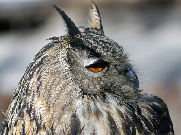 Portret van eagle profiel. — Stockfoto