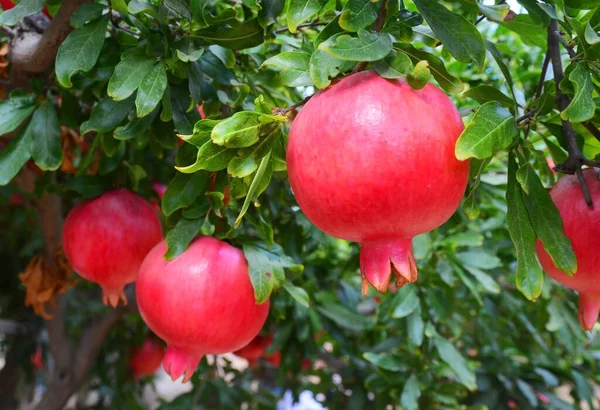 Red Big Pomegranates Tree — Stock Photo, Image