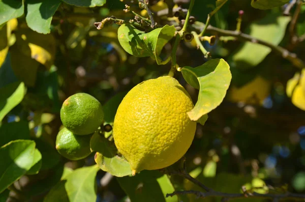 Lemon matang pada cabang pohon — Stok Foto