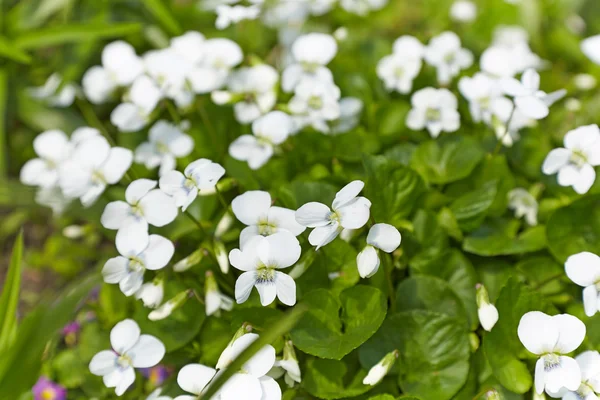 Violeta de jardim branco em um fundo de verde — Fotografia de Stock