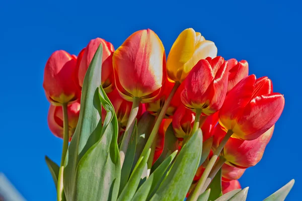 Buquê de tulipas vermelhas contra um céu azul brilhante — Fotografia de Stock