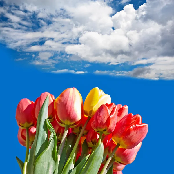 Buquê de tulipas vermelhas — Fotografia de Stock