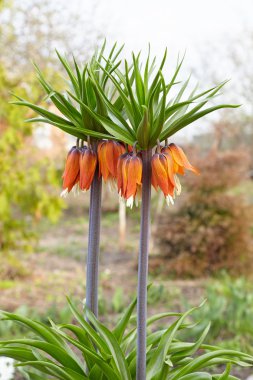Yeşil bahçe zemin üzerine Fritillaria imperialis