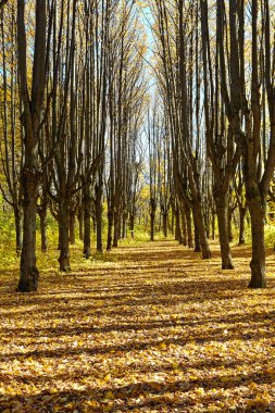 Sonbahar park güzel dar sokakta. Sh zıt ağaçlar arasında