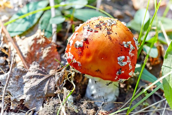 Red fly agaric in green grass — Stock Photo, Image