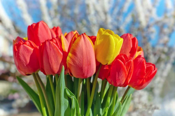 Beau Bouquet Tulipes Printanières — Photo