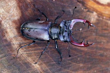 Tahta arka planda Avrupa erkek geyik böceği (Lucanus cervus). Yukarıdan görüntüle