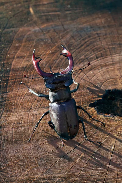 Masculino Escaravelho Veado Europeu Lucanus Sobre Fundo Rachado Madeira — Fotografia de Stock