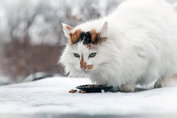 Kattenkop Van Naar Turks Busje Ras Loopt Ter Naar Werf — Stockfoto