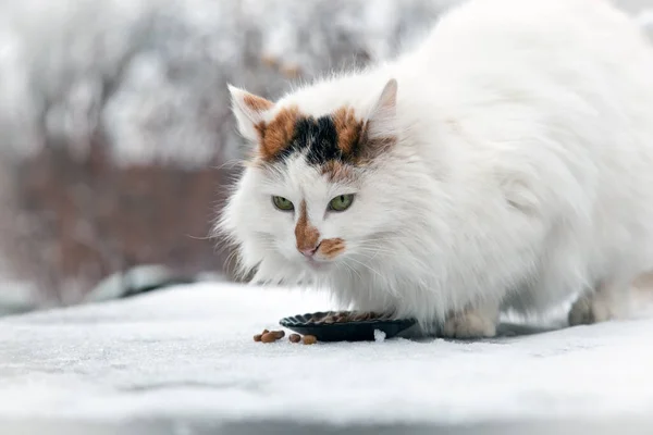 Kot Tureckiej Rasy Van Spaceruje Podwórku Jedzenie — Zdjęcie stockowe