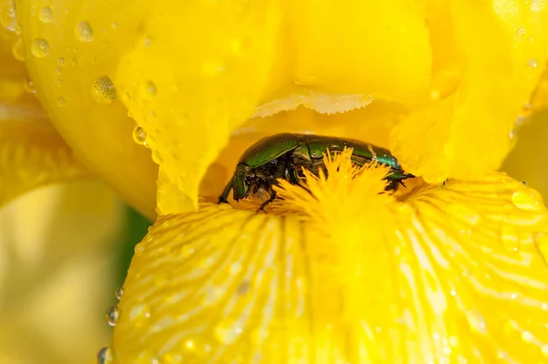 Sarı Bir Iris Çiçeğinin Içinde Yağmurdan Saklanan Yeşil Bir Gül — Stok fotoğraf