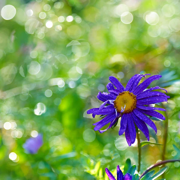 Chryzantémy na zeleném pozadí abstraktní, podsvícení, bokeh — Stock fotografie