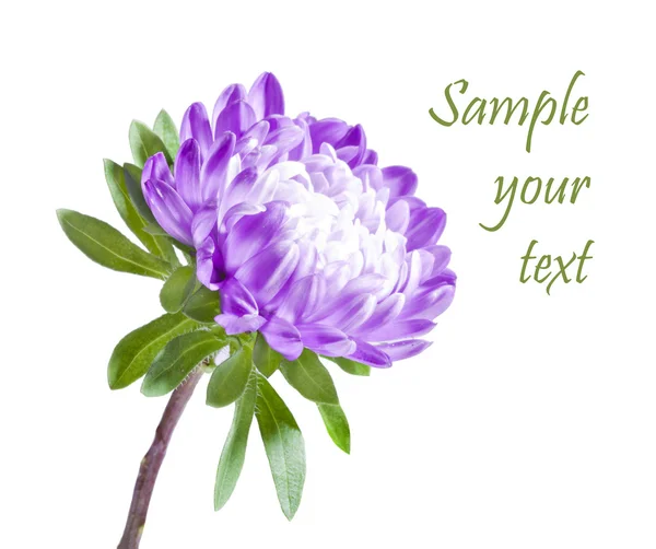 Crisantemo viola isolato su sfondo bianco — Foto Stock
