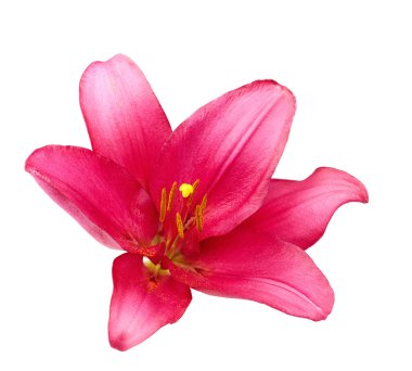  Pembe zambak beyaz arka planda izole edilmiş