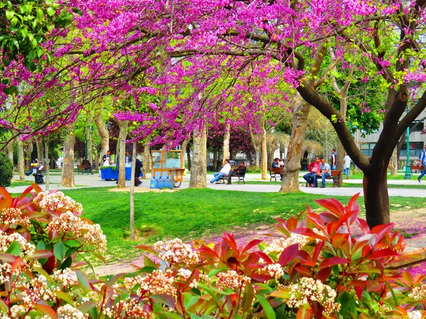 ISTANBUL, TURKEY -- CIRCA APRIL 2014: Blooming Alley Taksim Gezi — Stock Photo, Image