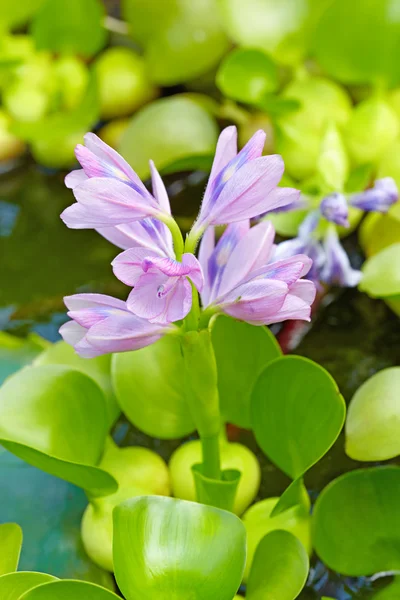 Havuzda su sümbül (Eichhornia crassipes) çiçek. — Stok fotoğraf