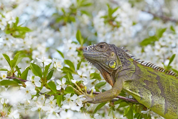 Iguana na kwitnienia wiśniowe drzewo — Zdjęcie stockowe