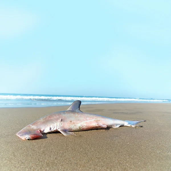 Hammerhead shark on the beach. Goa, India. — Stock Photo, Image