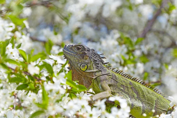 Grön leguan på ett blommande körsbärsträd träd — Stockfoto