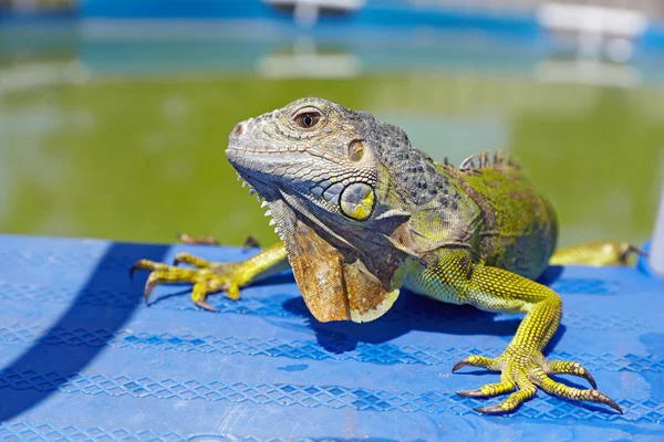 Iguana verde descansando na piscina — Fotografia de Stock