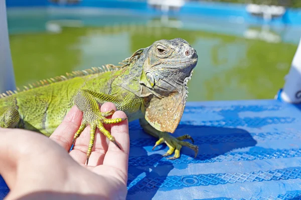 Main féminine tenant un iguane pour pied près de la piscine — Photo