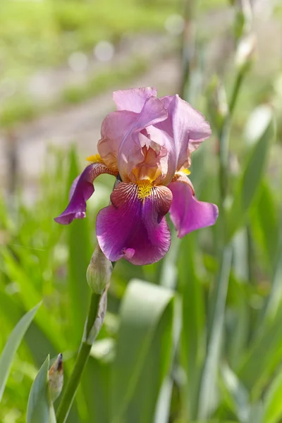 Mooie iris in de stralen van de rijzende zon op een achtergrond van — Stockfoto