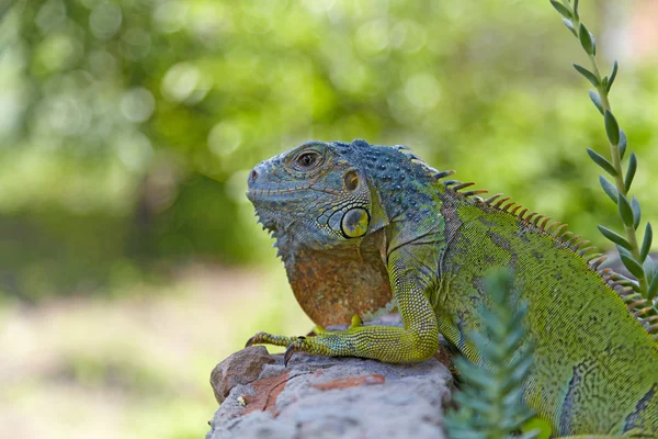 Green iguana walking between stones and succulents. — Stock Photo, Image