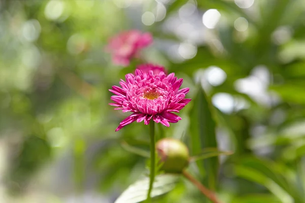Růžový květ na zeleném pozadí rozmazané. Krásné abstraktní su — Stock fotografie