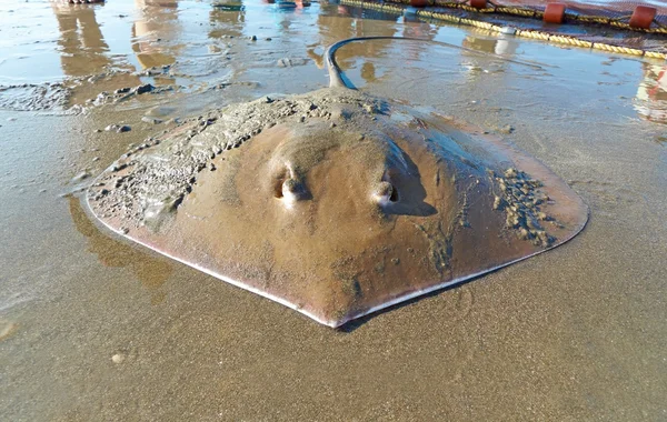 The stingray on the sandy sea beach - this is the catch of fishe — Stock Photo, Image