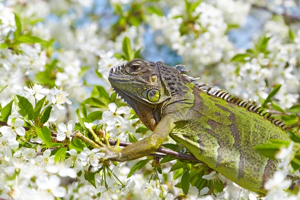 There is a green iguana among the cherry blossom — Zdjęcie stockowe