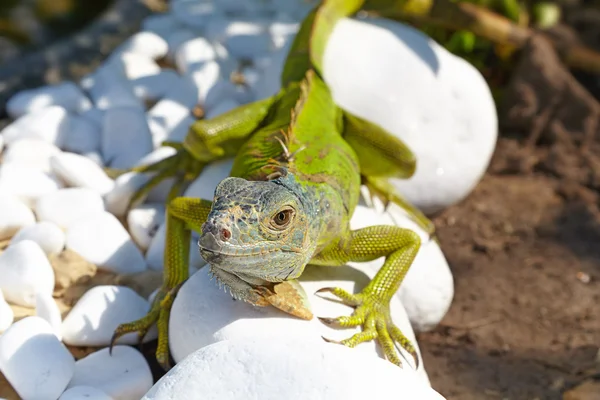 L'iguana verde seduta sulle pietre bianche. Primo piano . — Foto Stock