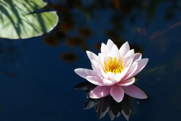 Arka plan mavi su üzerinde pembe lotus çiçeği — Stok fotoğraf