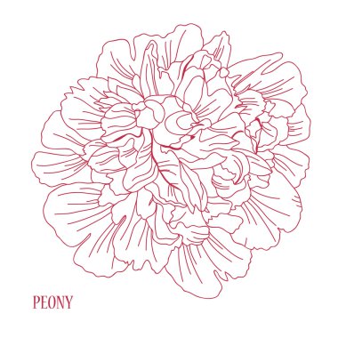 el çizilmiş çiçek kroki